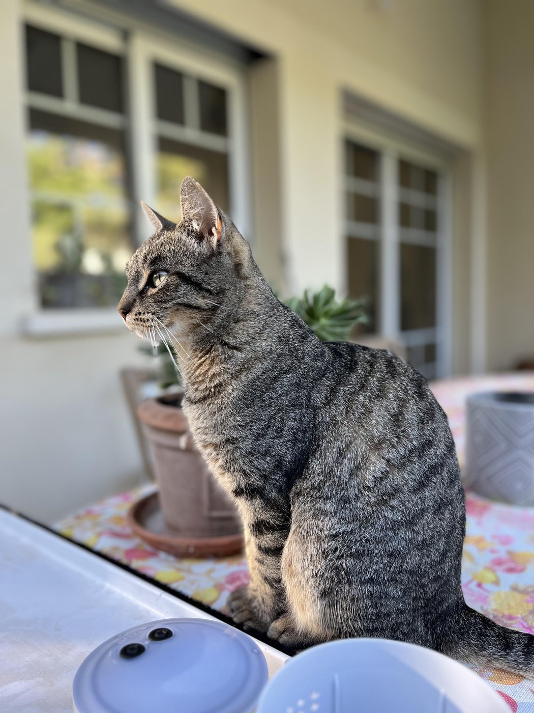 Чудесная кошка, которая сворачивалась клубочком у меня на кровати каждый вечер и бесконечно мурчала