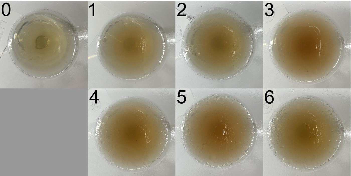 Бульон: 0. Контрольный — который после разморозки никакого мяса не видал. 1. С охлаждённого мяса. 2. С мяса, охлаждённого и вымоченного в течение 2 часов в холодильнике в 1 части лимонного сока и 9 частях воды. 3. С мороженого мяса. 4. С мяса, замороженного, потом после нарезания помытого холодной водой. 5. С мяса, вымоченного в течение 2 часов в холодильнике в 1 части лимонного сока и 9 частях воды, потом замороженного. 6. С мяса, вымоченного в течение 2 часов в холодильнике в 1 части лимонного сока и 9 частях воды, потом замороженного, потом после нарезания помытого холодной водой