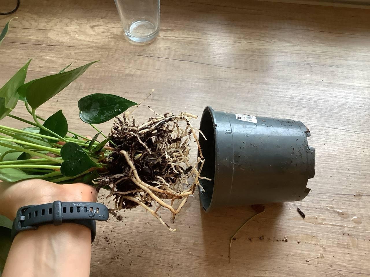 Горшок впритык. Можно на 1-2 см побольше в диаметре.