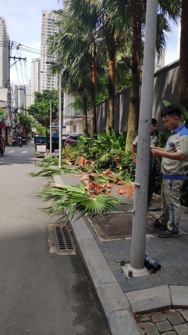 Мужики постригают пальмы. Хошимин (Вьетнам), октябрь 2022
