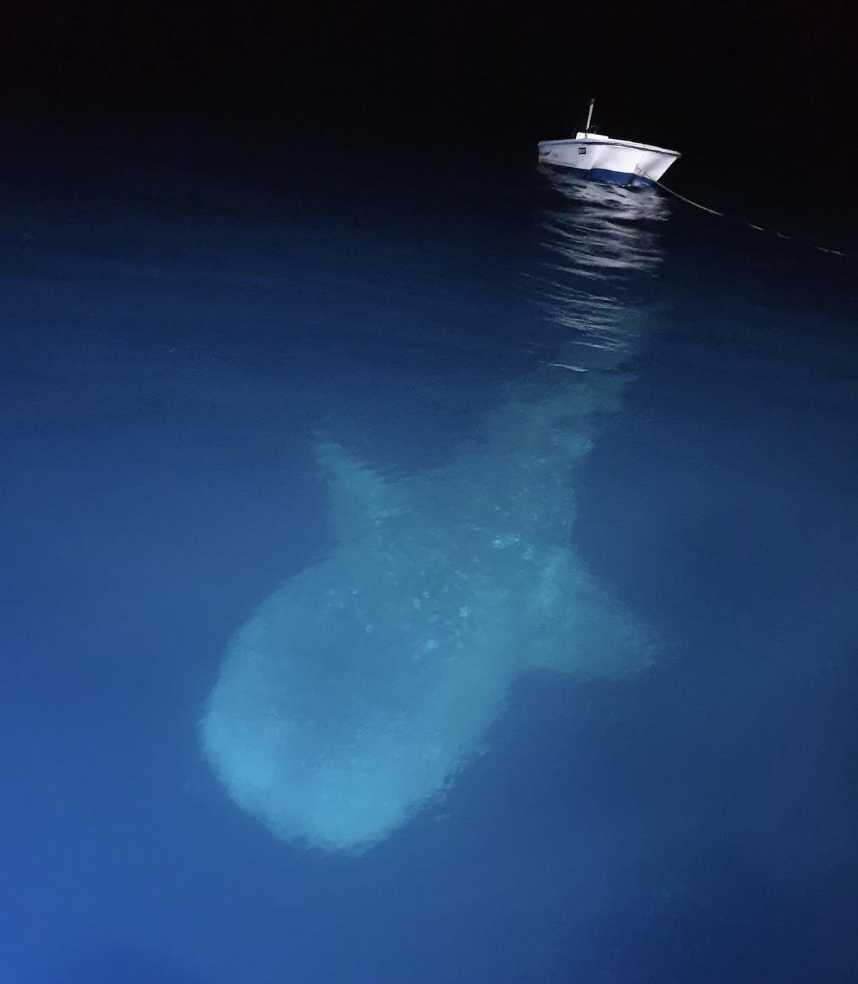 Китовая акула приплыла к нам ночью, чтобы поесть планктон, который собрался на свет о нашей лодки