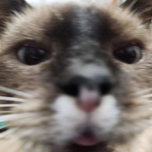 Аватар Igor Rybakov