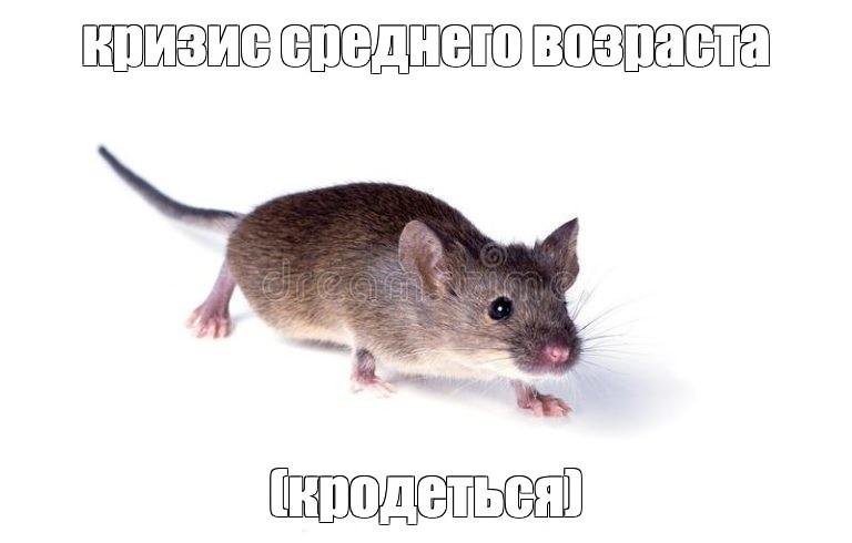 мыш