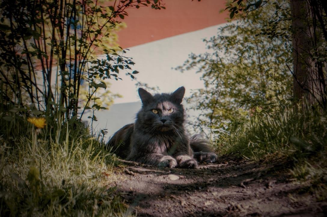 Котофей