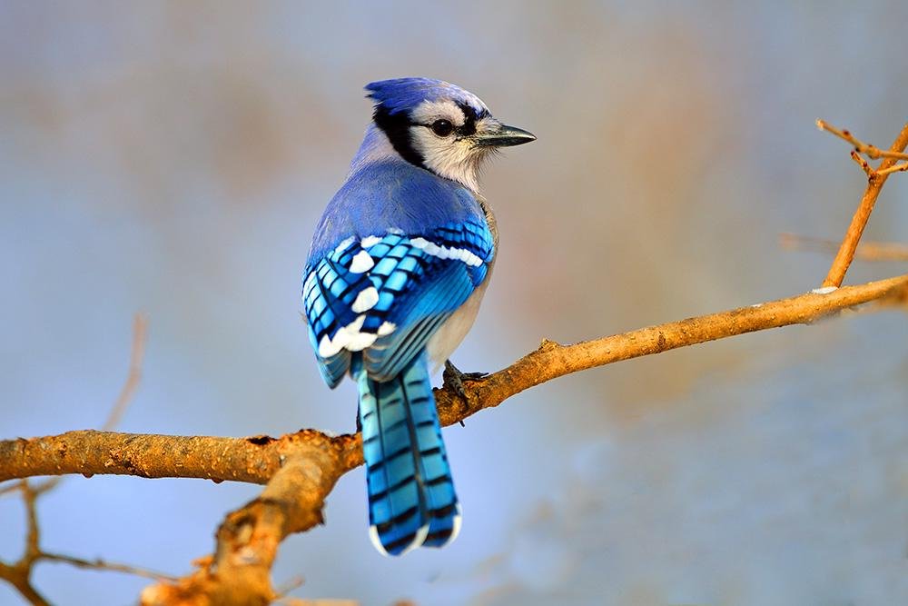 Голубая сойка, она же Blue Jay