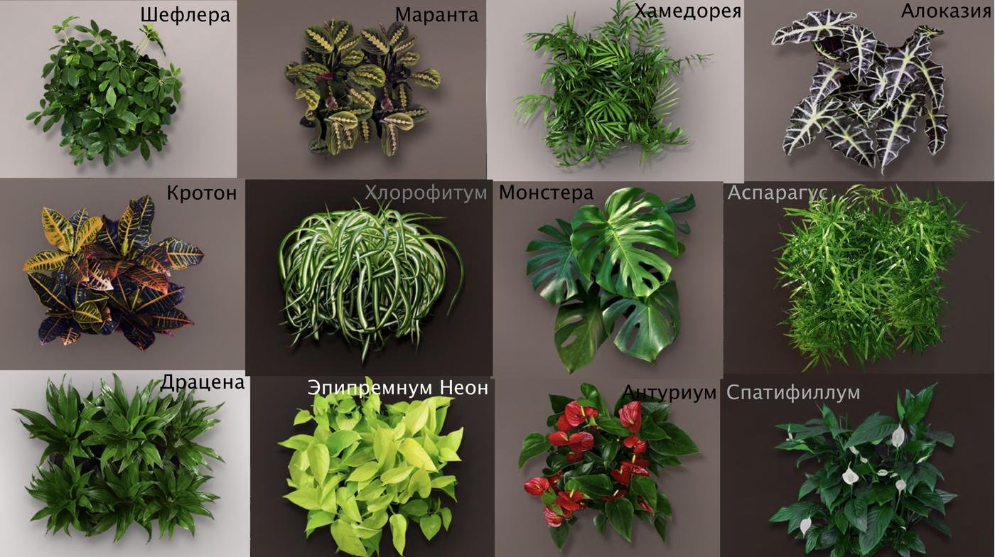 Ассортимент растений, это только часть, их очень много