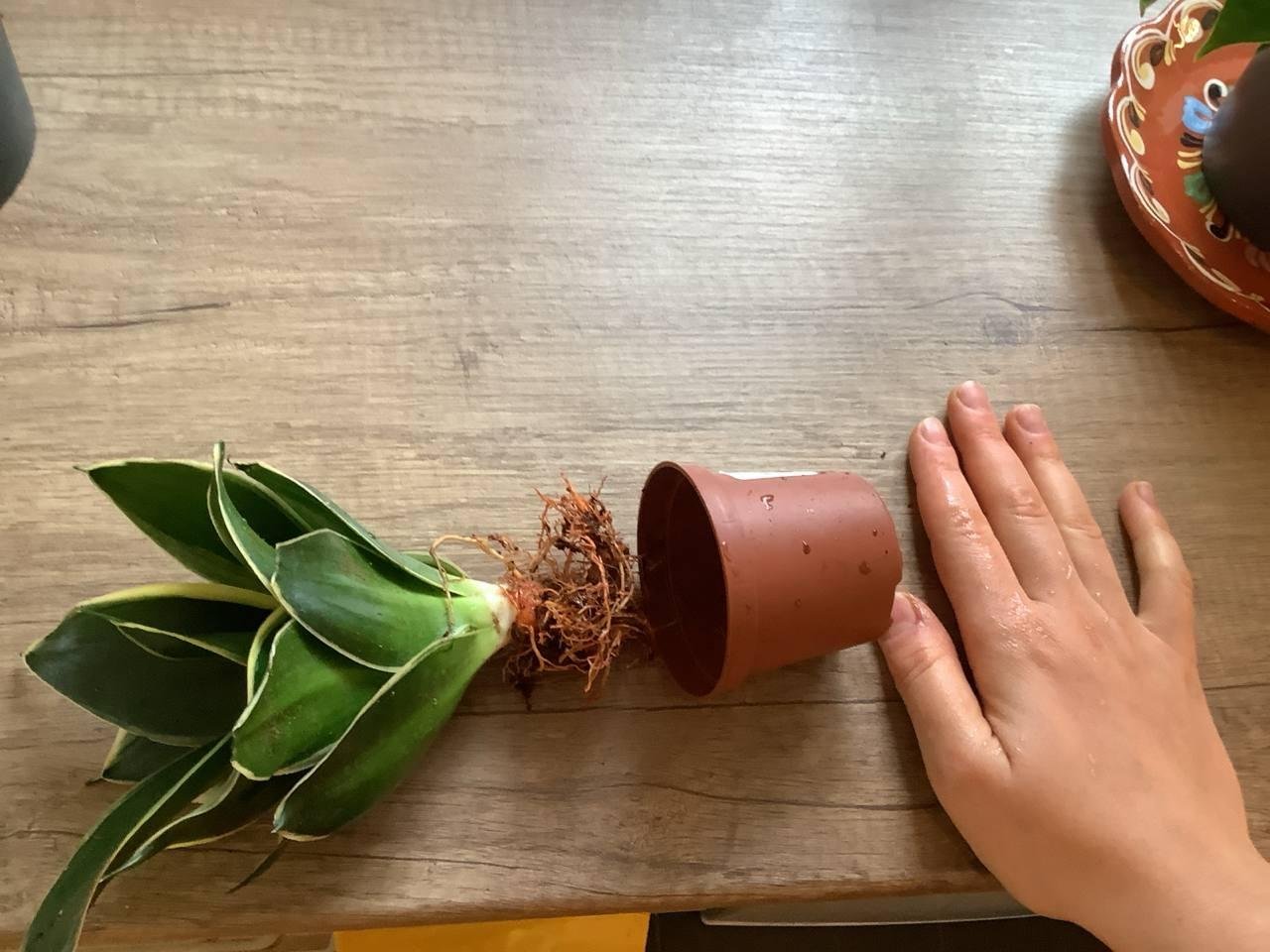 Правильный размер горшка.