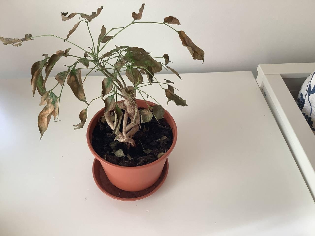 к примеру такой