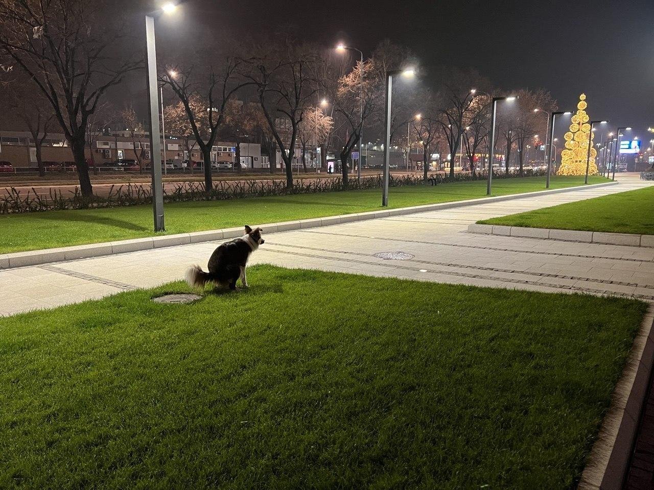 удивительно, но из Сербии у меня больше всего фоток какающей собаки...