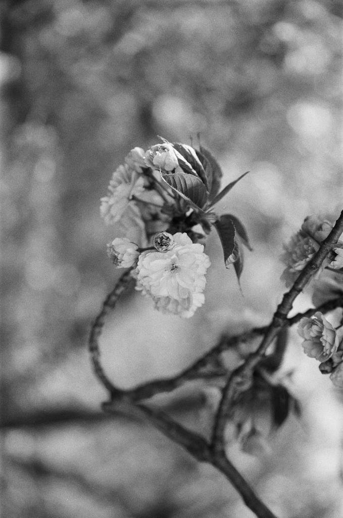 Снято на Ilford HP5, ƒ/1.4<br>

