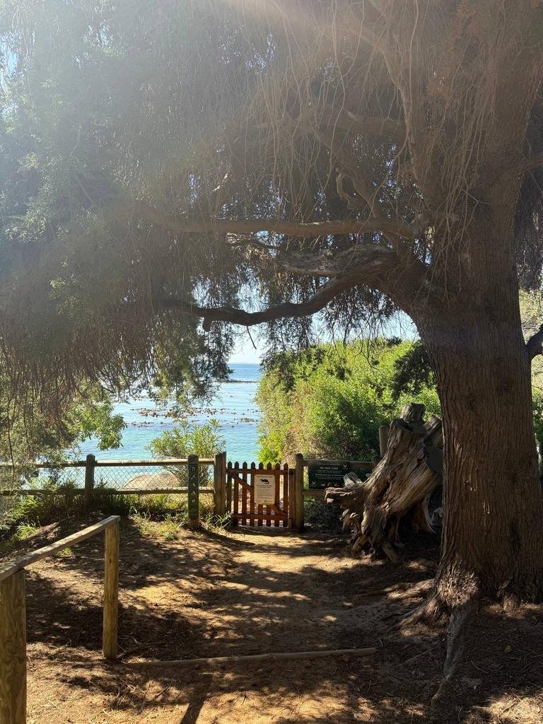 недалеко от Boulders Beach так же есть отличный пляж, где купаются