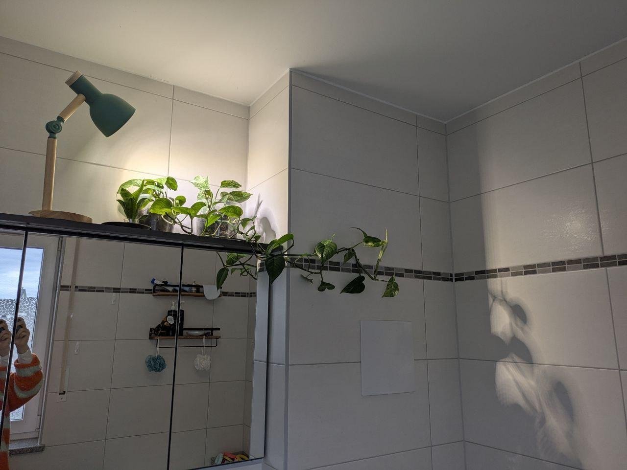 Пока не было лампы, растения тут жить не хотели и были мошки. Северная комната + далеко от окна.