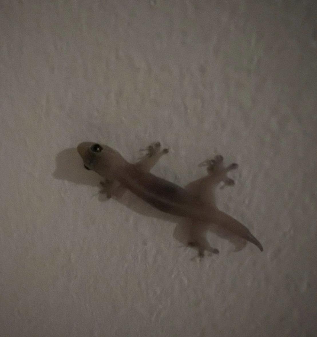 А вы знаете What does a gecko say?