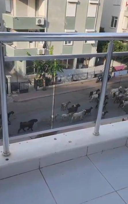 Что? Кто-то пасёт коз у вас под окном? Ну и что?