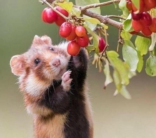 Аватар Мария Лактионова