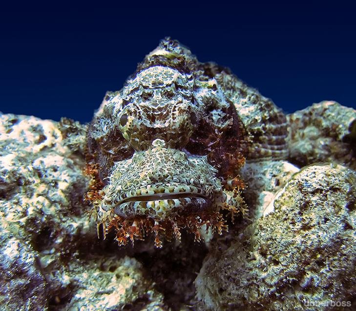 Фоточка рыбы камня из интернета