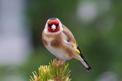 Аватар Павел Панкин
