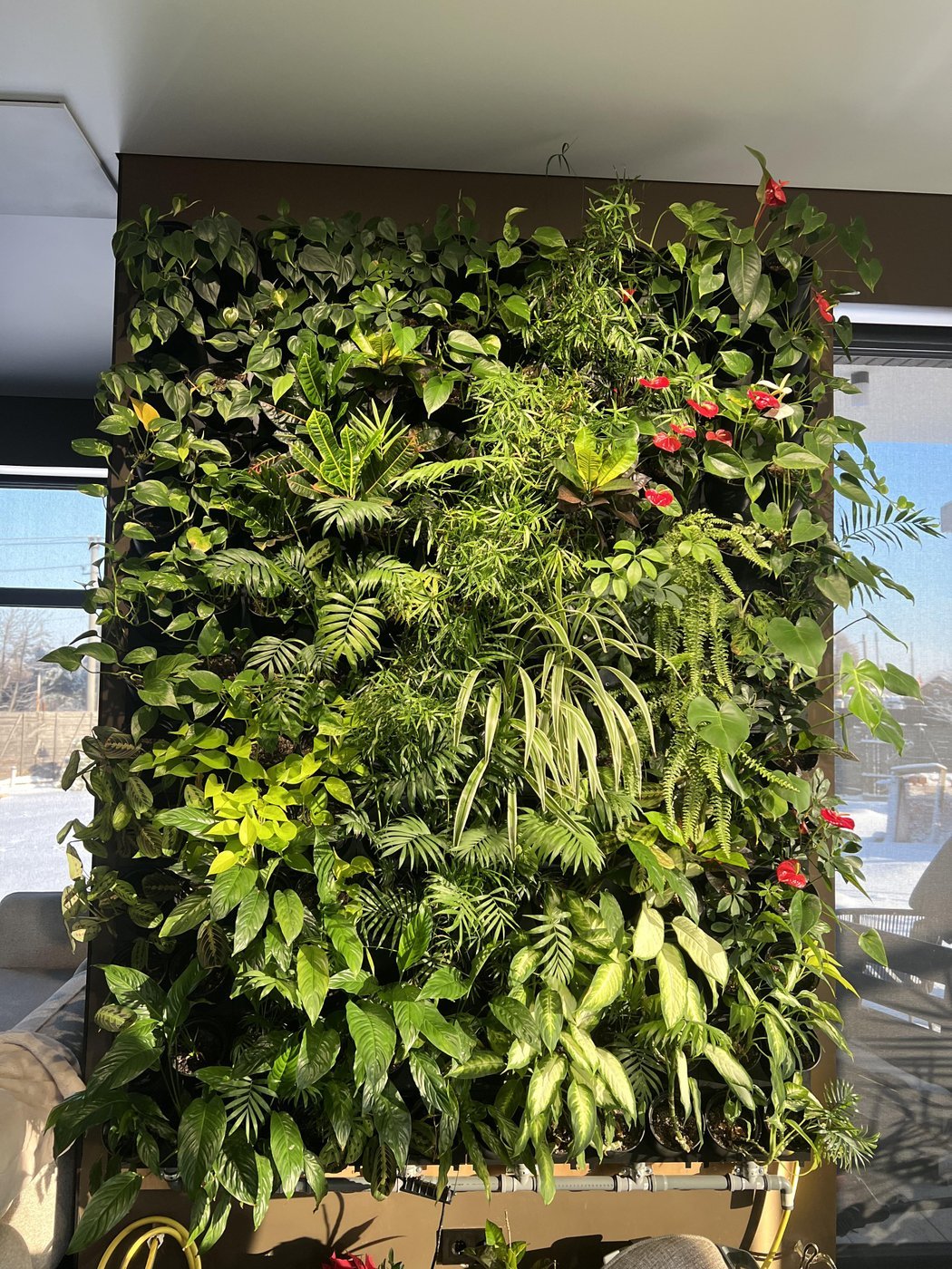 Добавился хлорофитум, остальные только размножались на месте