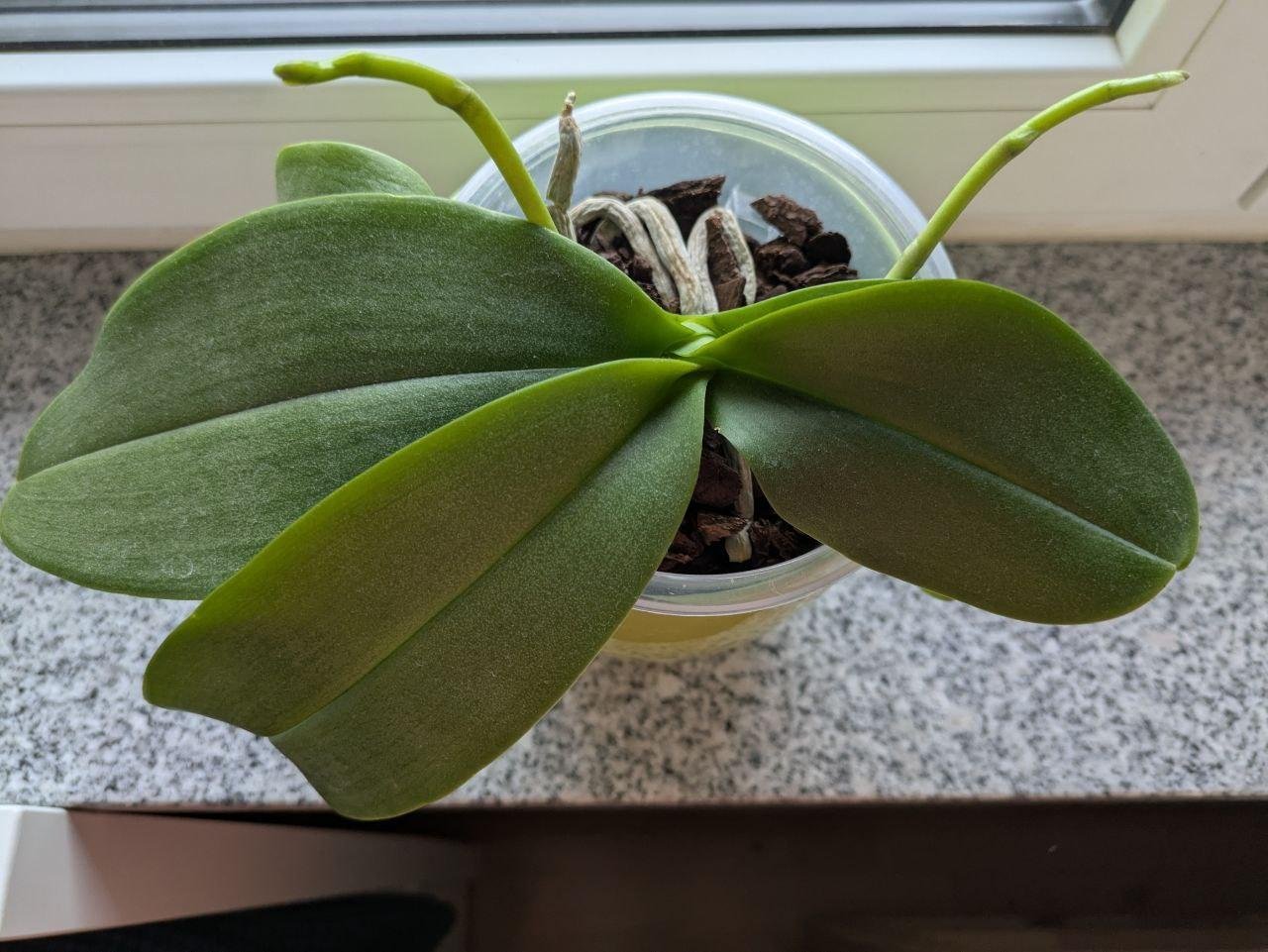 первая не умершая орхидея и первые цветоносы!