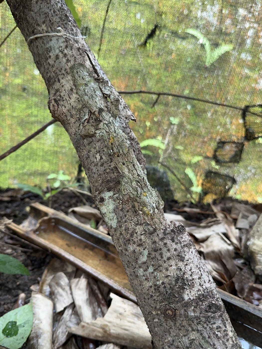Попробуйте найти геккона тут 😀