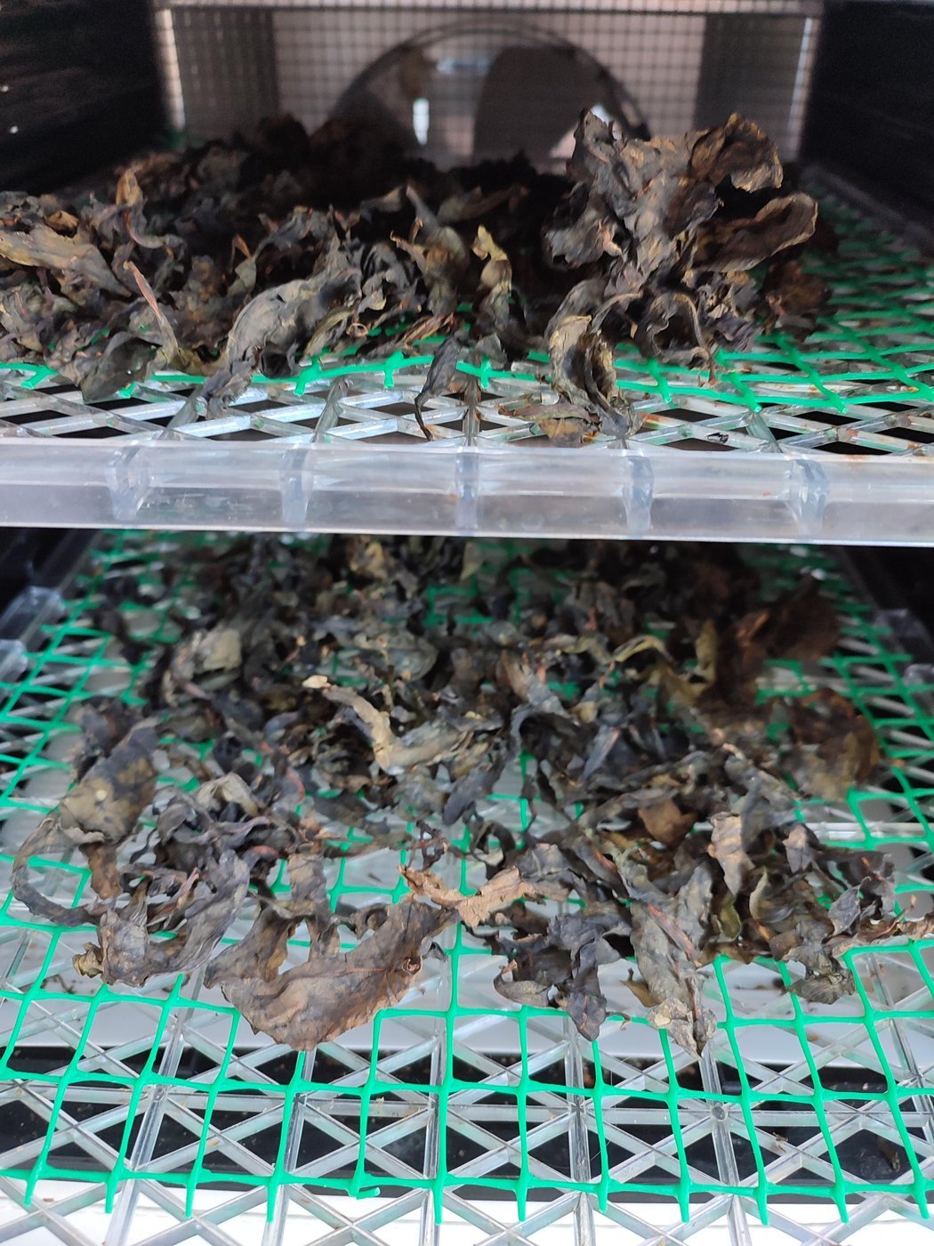 Ферментированный чайный лист разложен на сушку в течении 12 часов, при 40-60 градусах