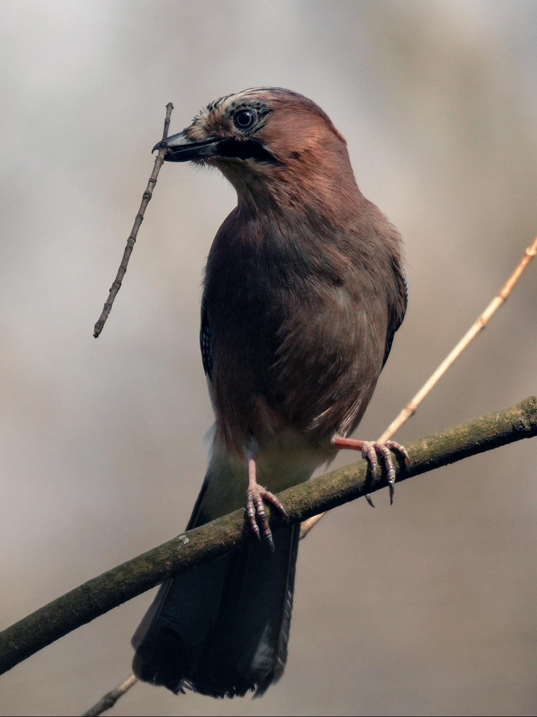 Сойка - снята на Sigma 150-600