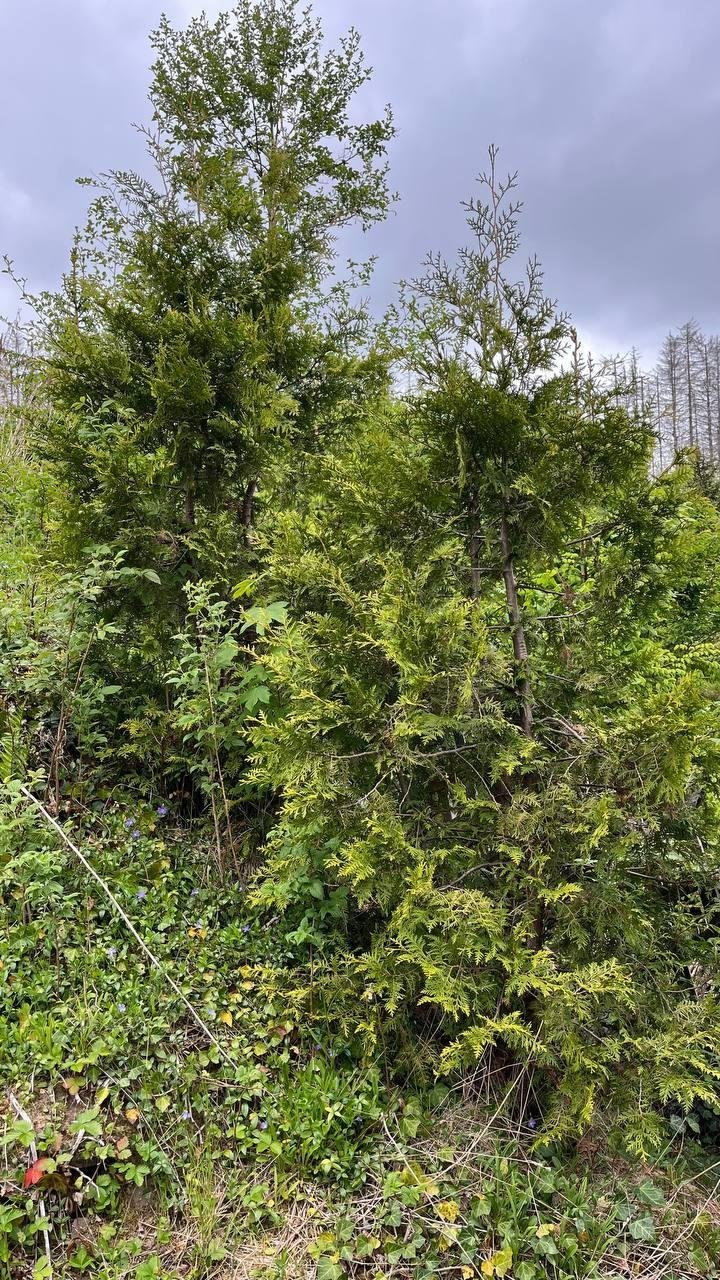 Просто Thuja Occidentalis - зашибись.