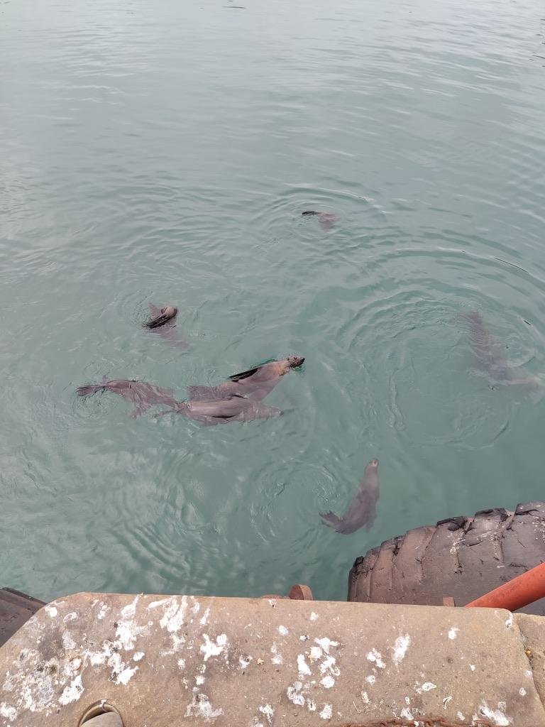 морские котики в самом центре Кейптауна