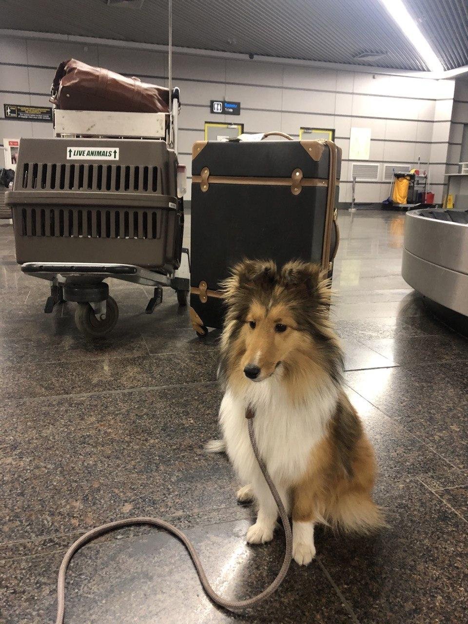 Кейко-чан, маленькая собачка и отважный путешественник