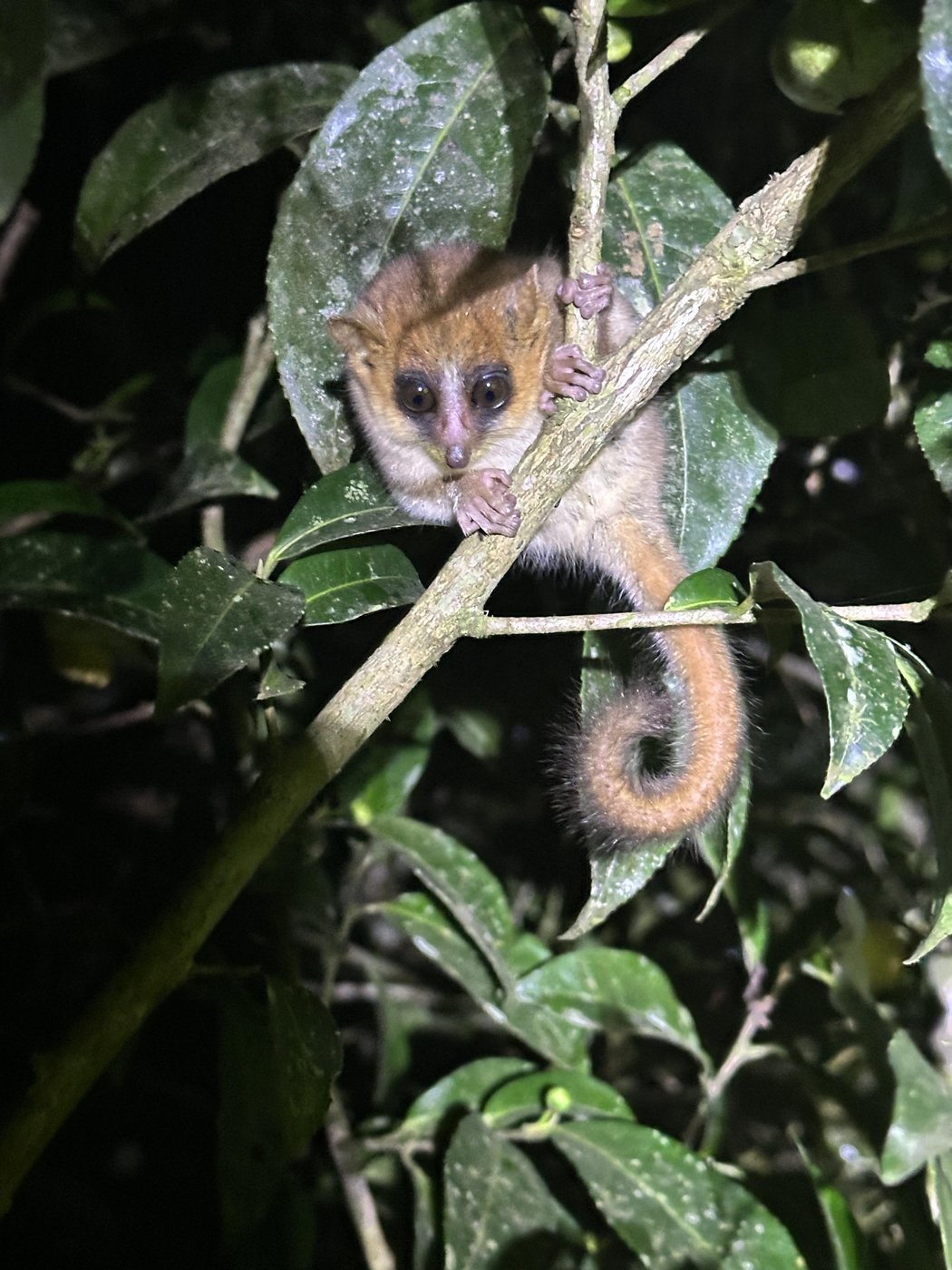 Эти лемуры невероятно крошечные, по сравнению с другими особями