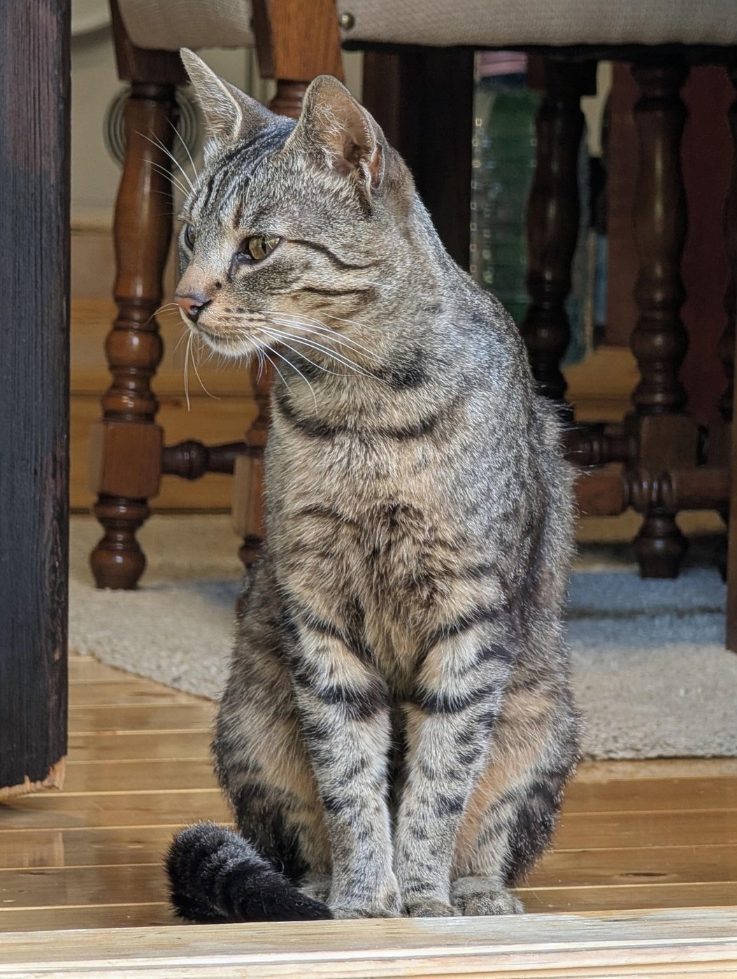 Котик делает умное лицо