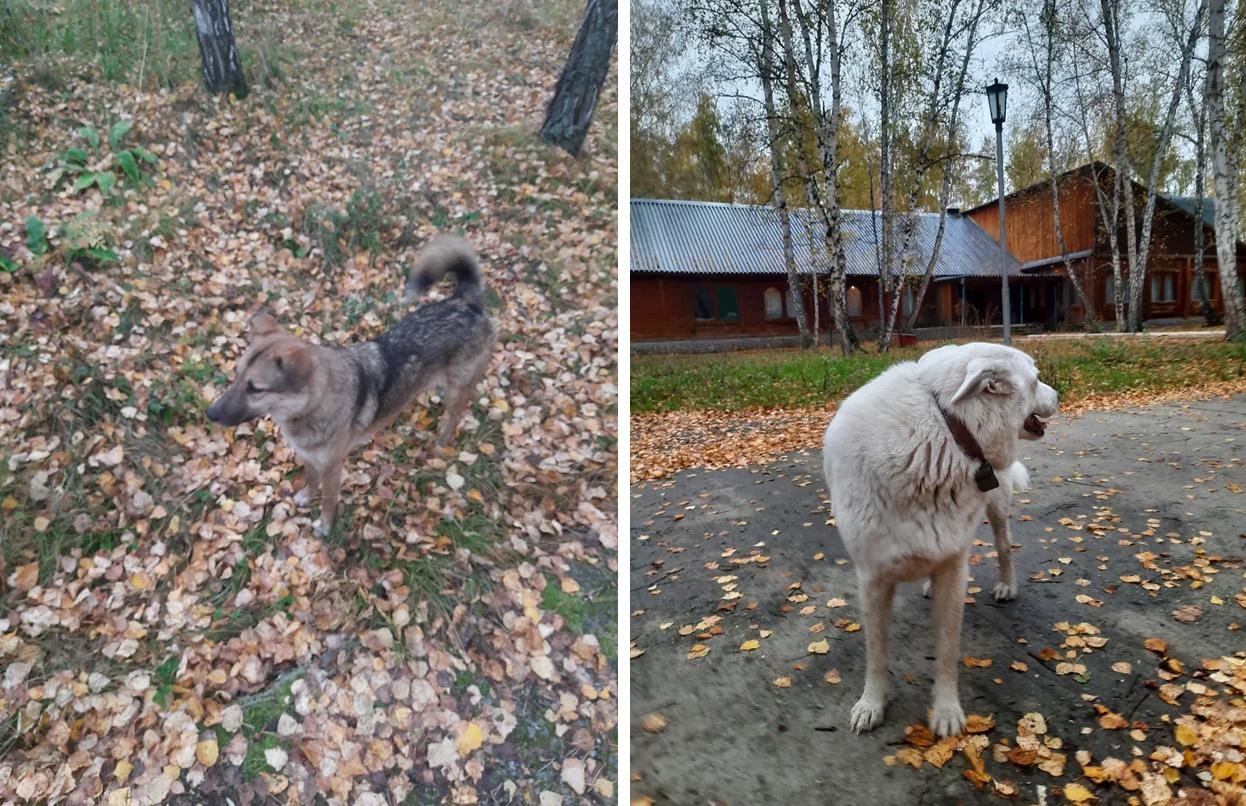 Ещё по территории гуляли прекрасные пёсики, с которыми общаться тоже было нельзя