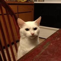 Аватар Roman Gromov