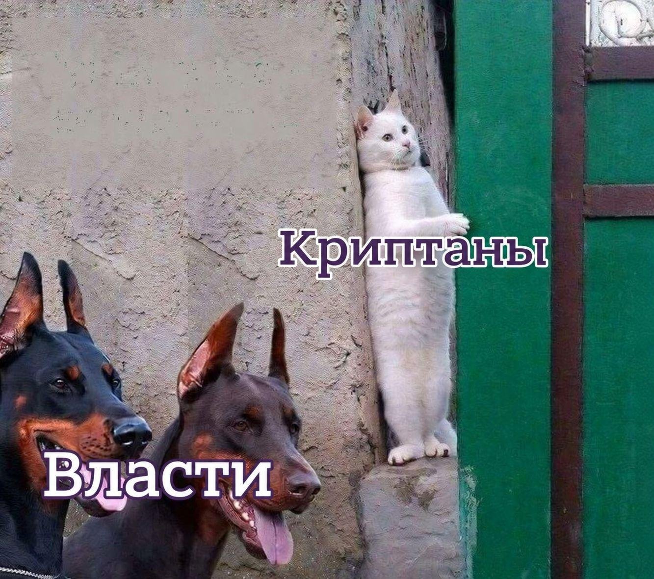[Мем: Лентач]