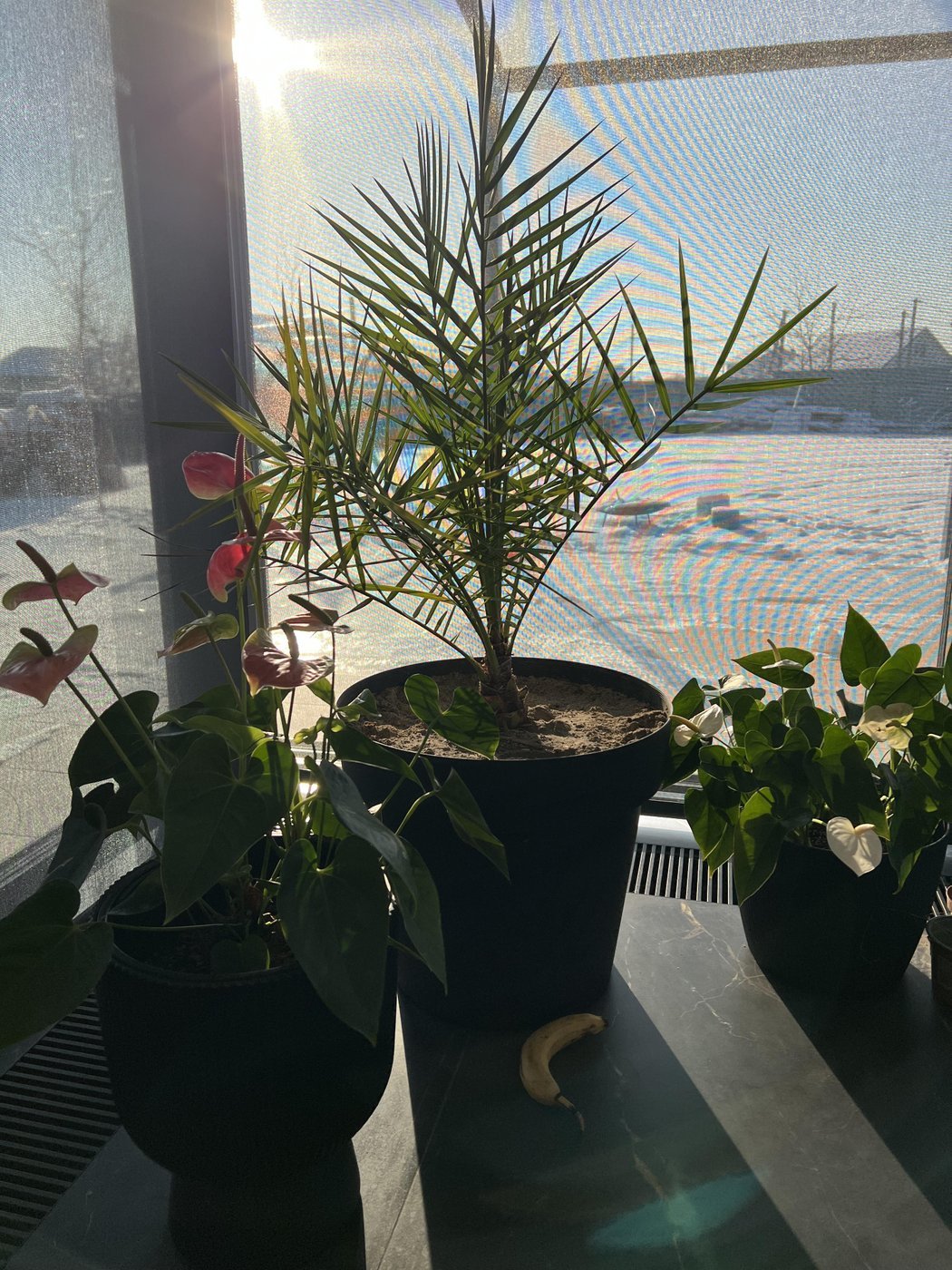 Финиковая пальма из косточки, ей 7 лет. Банан для сравнения размера